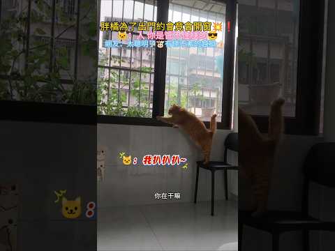 胖橘為了約會學會了開窗💥❗ 🐱：人 你是關不住朕的😎 網友：成精了🐮有條不紊的👍🏻 #cat #cute #funny #shorts #funnyshorts thumbnail