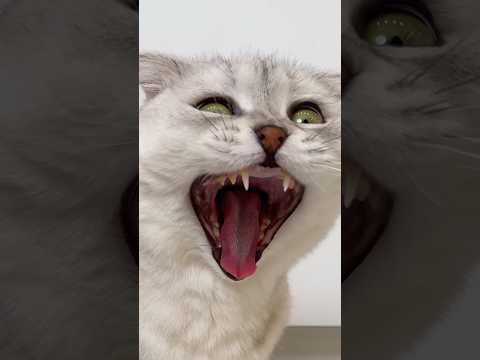 Sonya… #cat #cats thumbnail