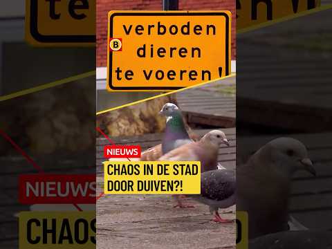 Duiven voeren? €250 boete! | #duiven thumbnail