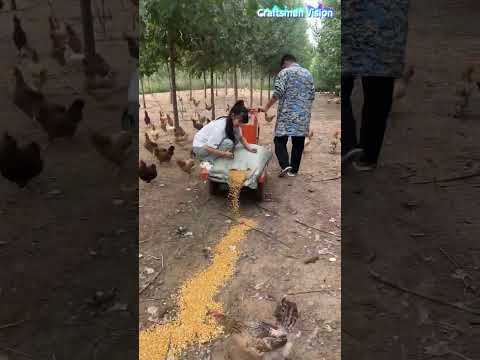 استخدام عربة لنثر الذرة لإطعام الدجاج في مزارع الدجاج المكشوفة - تربية الدجاج الذكية thumbnail