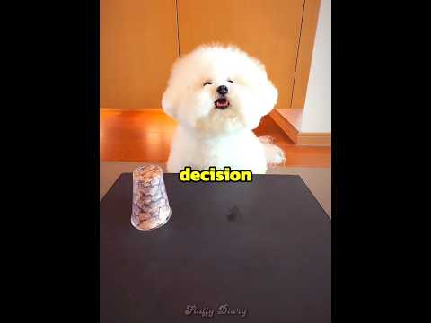 This dog got tricked by his owner??? thumbnail