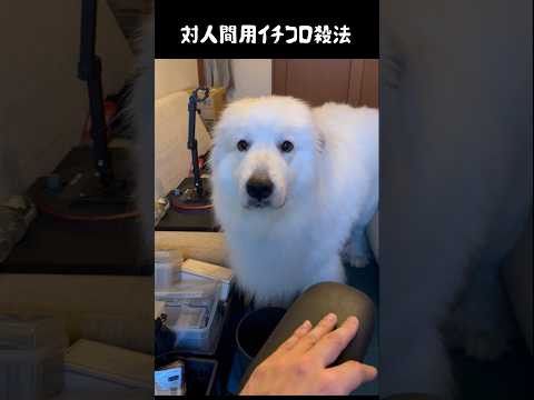 人に効果抜群の技をもつ愛犬　#greatpyrenees #大型犬のいる生活 #大型犬 #大型犬と暮らす #グレートピレニーズ #犬のいる生活 #愛犬 #癒し #ゴールデンレトリバー thumbnail