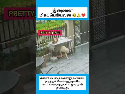 இறைவன் மிகப்பெரியவன் #shorts thumbnail