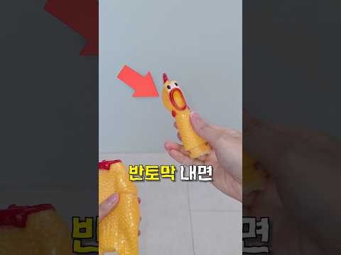 시끄러운 닭을 덜 시끄럽게 ㄷㄷ thumbnail