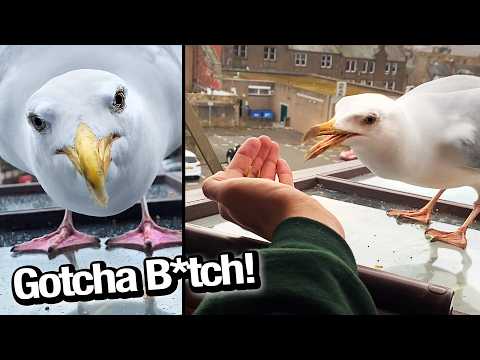 My Pet Seagull Bit Me & Gave Me Rabies! thumbnail