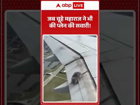 Viral Video: जब चूहे महाराज ने भी की प्लेन की सवारी! #shorts #hindinews #abpnewslive thumbnail