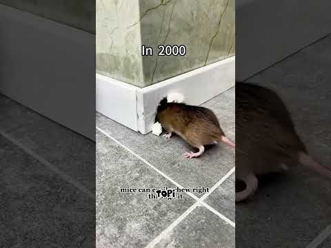 Evoluzione contro i ratti in 3 generazioni 🐭🔥 thumbnail