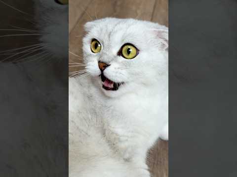 SONYA!🙀 #cat #funny thumbnail