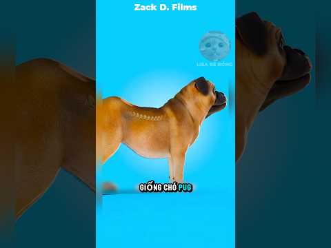Gống chó bug từng rất đẹp như thế nào #shorts #facts thumbnail