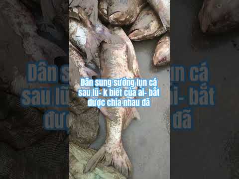 Toàn con bự 30kg thumbnail