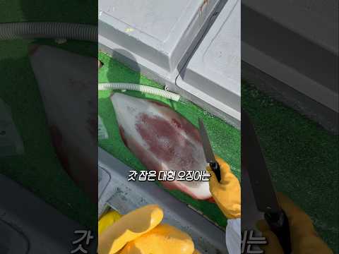 갓 잡은 대형 오징어 손질 thumbnail