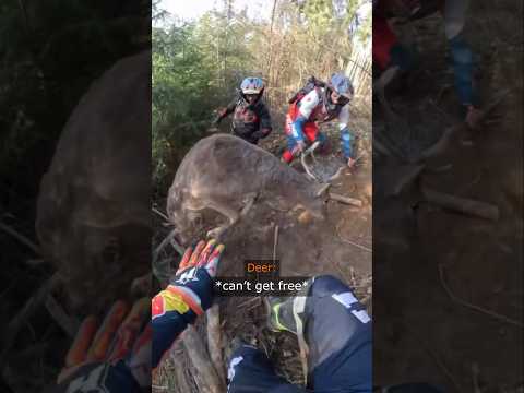 Bikers Rescued a Deer But Went Horribly Wrong... thumbnail