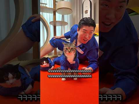 교도소 독방 갔다 온 고양이 thumbnail