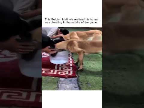 This Belgian Malinois realized his human was cheating in the middle of the game ❤️‍? thumbnail