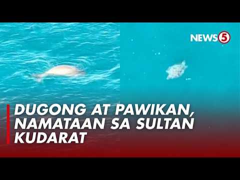 Rare dugong at endangered pawikan, namataan sa baybayin ng Sultan Kudarat thumbnail