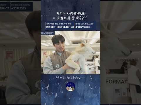 모르는 사람 따라서 시청까지 간 백구? thumbnail