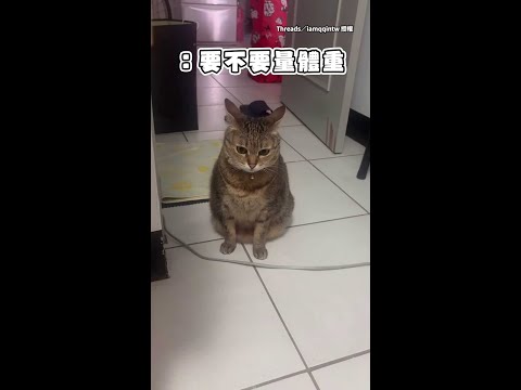 【聽到量體重就聾了XD】小貓假裝沒聽到卻心虛到一直甩尾巴 #Shorts thumbnail