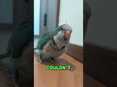 The Parrot Started Questioning Reality 😂 thumbnail