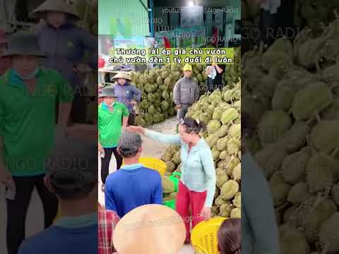 Thương lái ép giá chủ vườn đền 1 tỷ đuổi đi luôn thumbnail