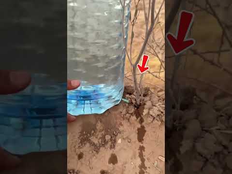 La bottiglia con l’ago ha fatto crescere una pianta nel deserto ?? thumbnail