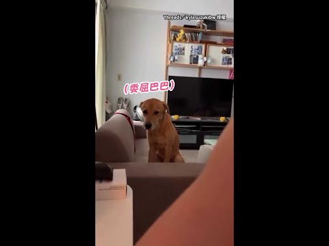 【你怎麼還在】狗狗見奴才沒出門一臉委屈：蛤你今天在家喔... #Shorts thumbnail