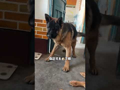 大哥真是小心眼#狗子#德牧#狗狗的日常#狗狗的迷惑行为#恶犬 thumbnail