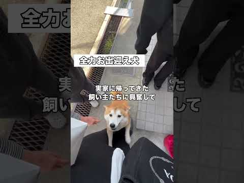 いつも全力でお出迎えしてくれる柴犬の運動量が半端ない #柴犬 #豆柴 #柴犬のいる暮らし #shorts thumbnail