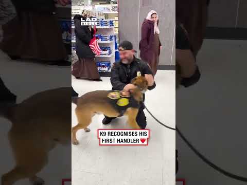 Ive never seen a tail wag so fast ❤️ thumbnail