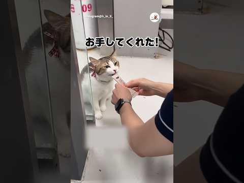 強めのお手してくれる｜PECO thumbnail