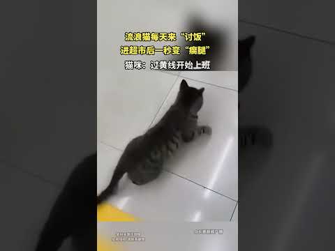 流浪猫每天来“讨饭”，进超市后一秒变“瘸腿” thumbnail