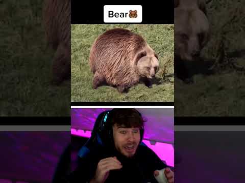 wenn Tiere FETT wären! 😂 #shorts thumbnail