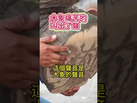 他做了一個動作！感動千萬人🫣 #動作 #動物#shorts 小林Lin’s life thumbnail
