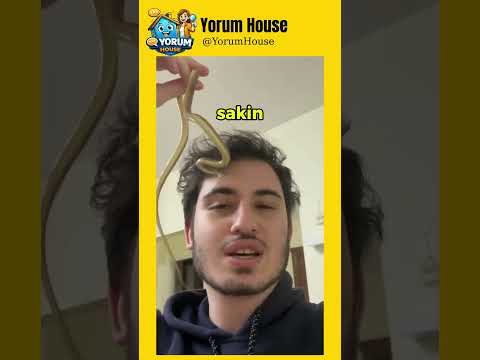 Yastığın altından YILAN çıkarsa ne yapmalıyız ?​?​ IG:yaratik_alemi #komikyorumlar thumbnail