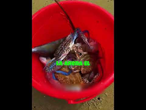 Este perro parecía un pescador profesional 🎣🐕 thumbnail