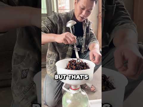 What People Use Giant Hornets For 🤯 thumbnail
