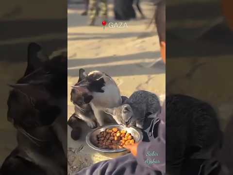 Hungry child feeds cats #freepalestine thumbnail