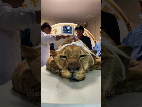 Reaksi Hewan Ketika Dimasukkan Ke CT Scan! thumbnail