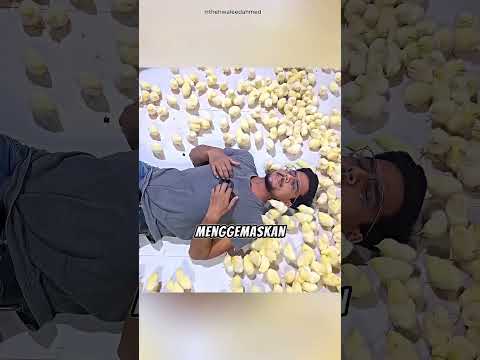 🐥 Pria Ini Tidak Bisa Tidur Karena Dikerubungi Anak Ayam Super Lucu #shortvideo thumbnail