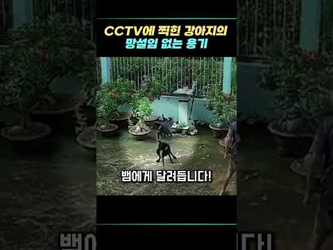 CCTV에 찍힌 강아지의 망설임 없는 용기 thumbnail