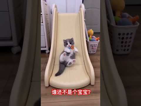 谁还不是个宝宝呀？ #cat #cute thumbnail