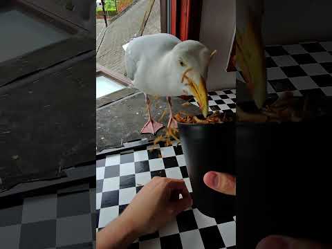 My Pet Seagull Eats Out My Fingers! thumbnail