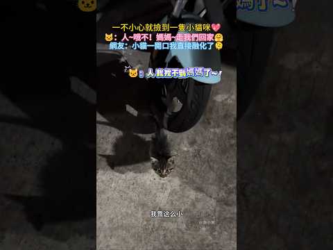 一不小心就撿到一隻小貓咪? ?：人~哦不！媽媽? 我們回家吃飯飯吧? 網友：一開口心給萌化了? #cat #cute  #shorts #healing #funnyshorts thumbnail