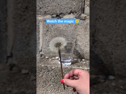 DANDELION Science Experiment to try with kids #kidsscience thumbnail