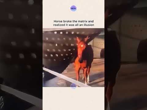 Horse broke the matrix and realized it was all an illusion 🥹❤️‍🩹 thumbnail