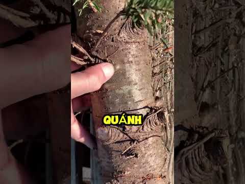 Cây trị mụn có thể cứu sống nhiều người! thumbnail