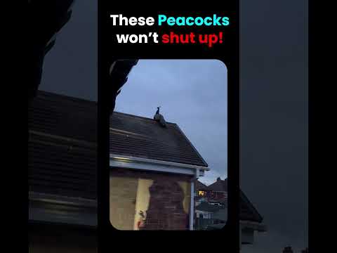 Noisy Neighbours Woke Me Up thumbnail