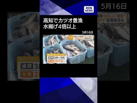 【ニュース】高知でカツオ豊漁　黒潮大蛇行終息で海水温上昇　水揚げ4倍以上、卸値は3〜4割安 #shorts thumbnail