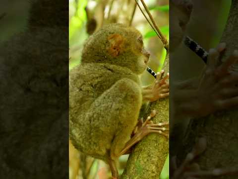 Bohol, Philippines, Incredible Destinations #travel #short thumbnail