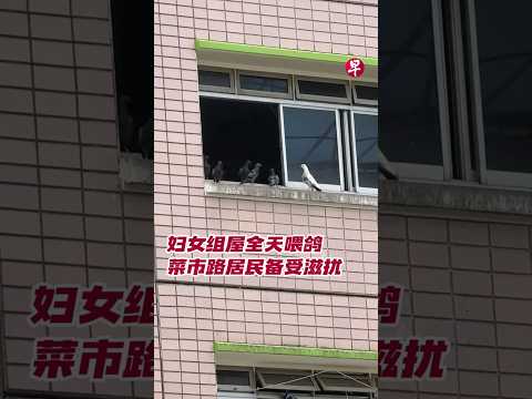 妇女组屋全天喂鸽  菜市路居民备受滋扰#zaobaosg #sgnews #shorts thumbnail