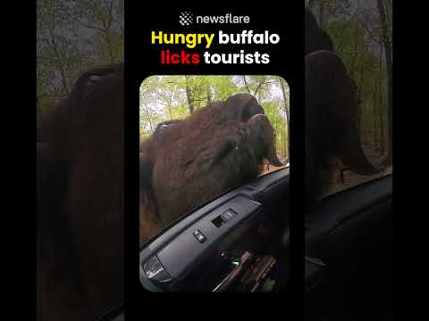 Hungry Buffalo Attempts to Lick Tourists thumbnail